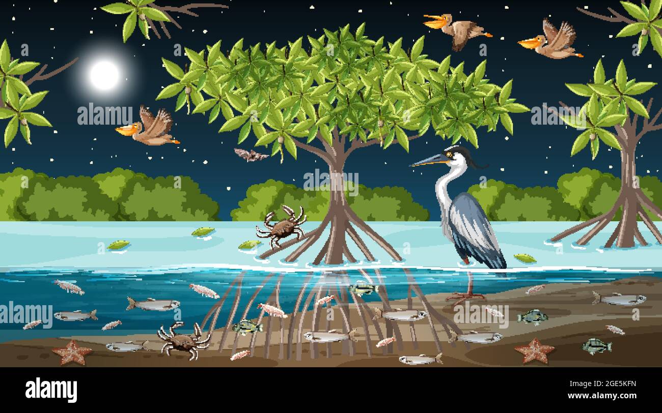 Paesaggio di foresta di mangrovie scena di notte illustrazione Illustrazione Vettoriale