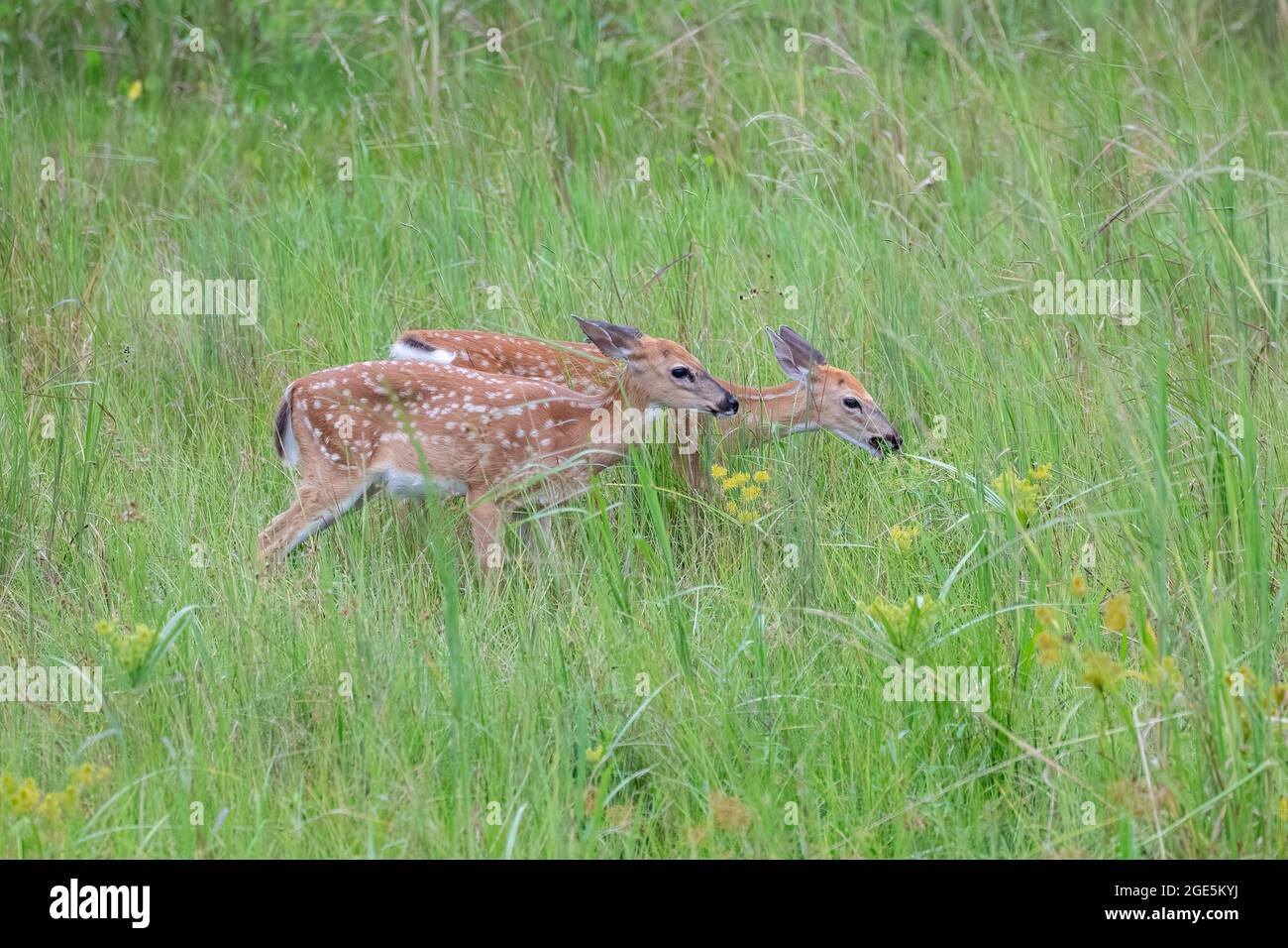 Due fiabe dalla coda bianca (Odocoileus virginianus) che attraversano le erbe con evidenza di qualche tipo di crescita sulle loro orecchie e sul viso. Foto Stock