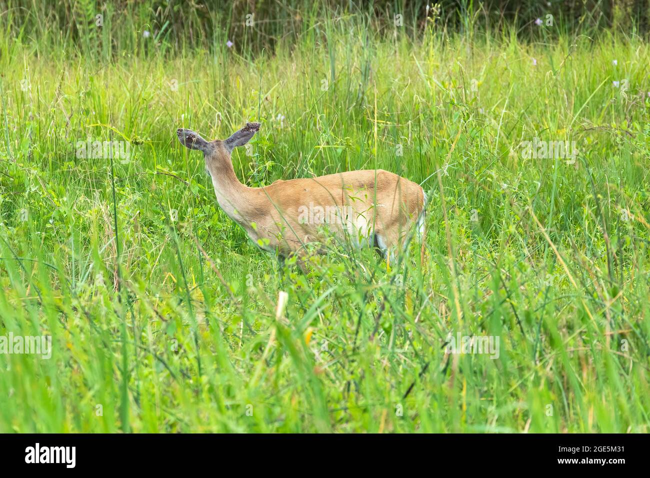 Una femmina cervi dalla coda bianca in piedi in erba con chiari segni di crescita sulle orecchie. Foto Stock