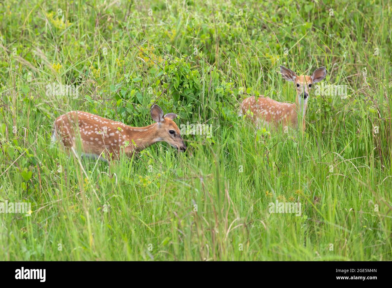 Due cervi dalla coda bianca in piedi in erba Foto Stock