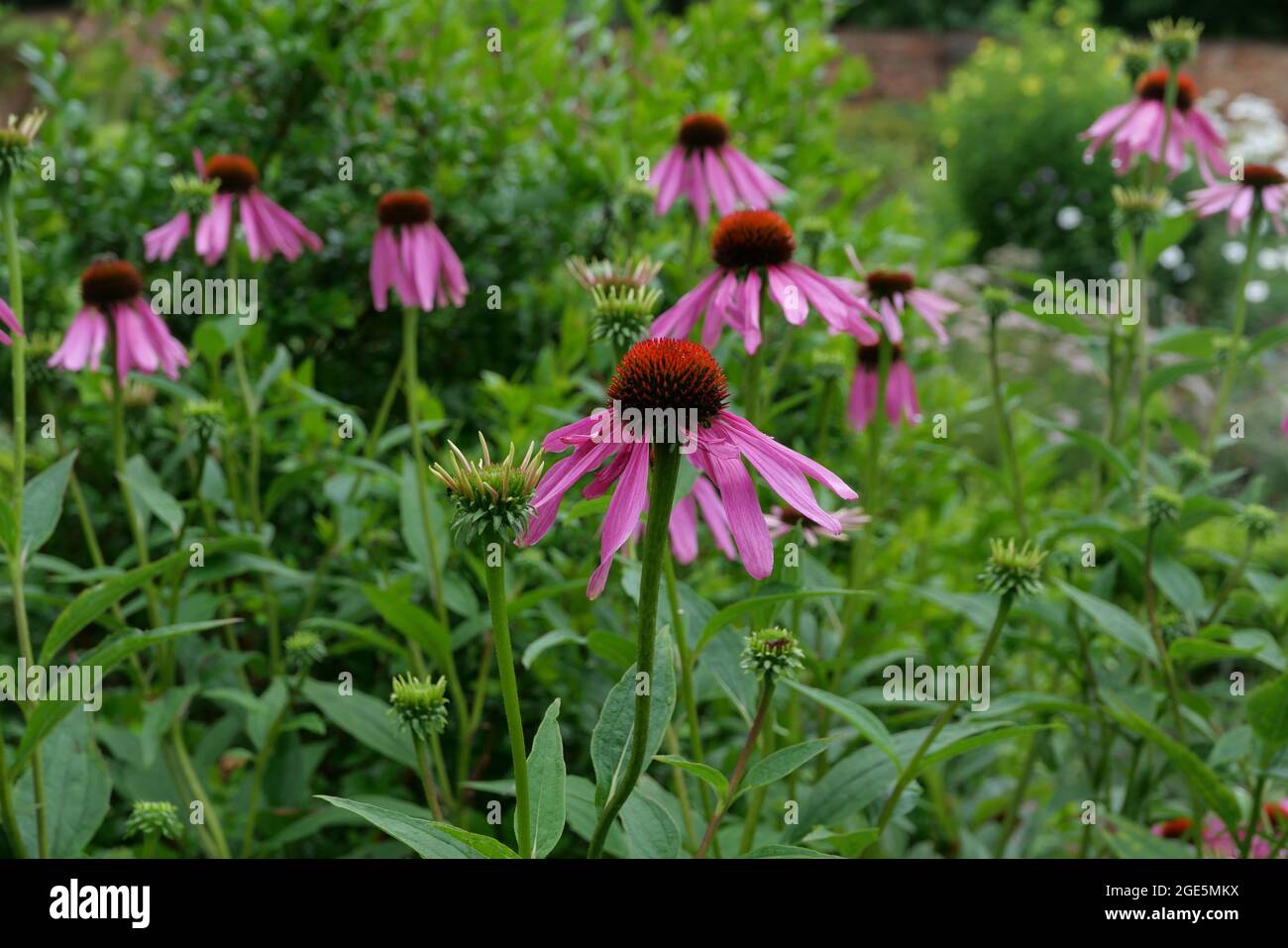 Fiori di Echinacea con verde lussureggiante fogliame e cespugli in giardino Foto Stock