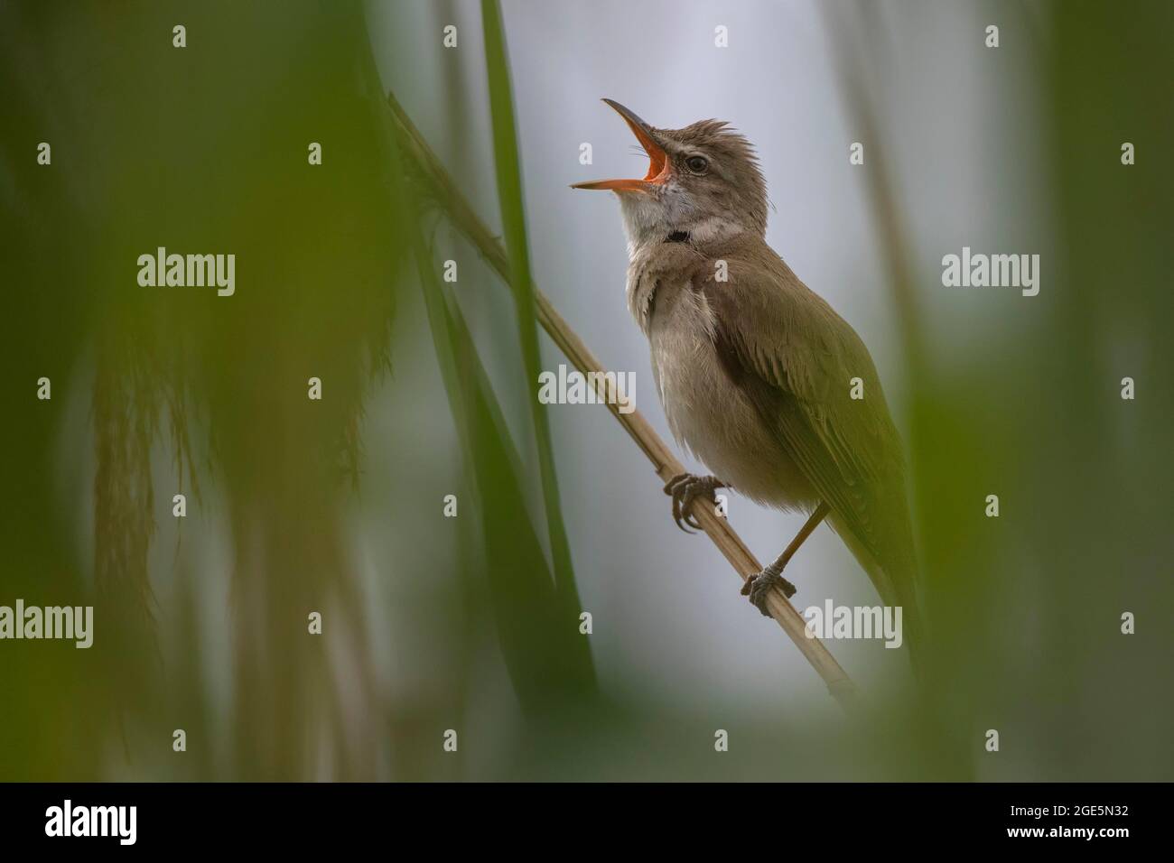 Grande Reed Warbler (Acrocephalus arundinaceus), cantando su una canna, Lausitz, Sassonia, Germania Foto Stock