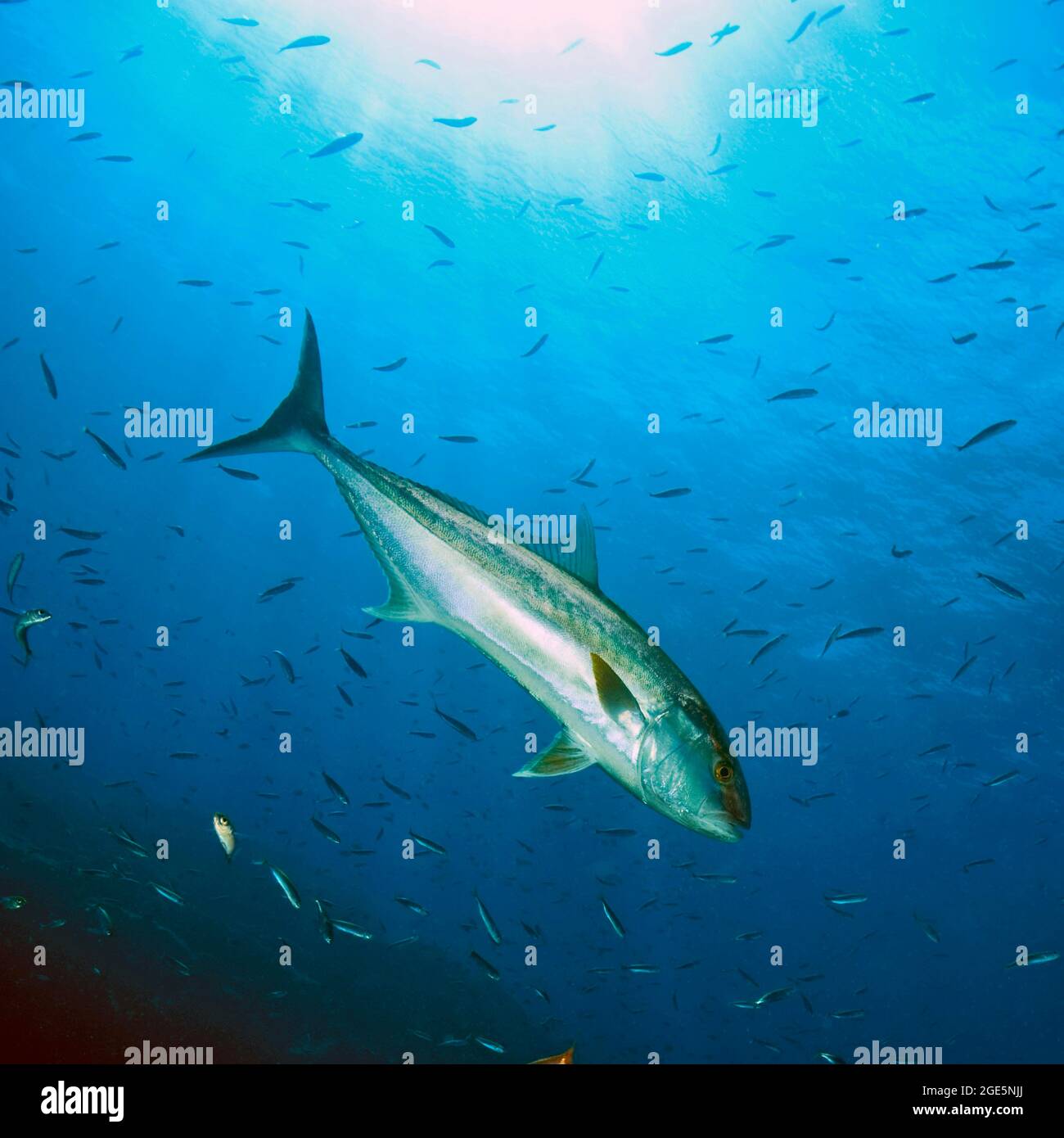 Grande amberjack, kingfish alleato (Seriola dumerili), Atlantico orientale, Isole Canarie Foto Stock