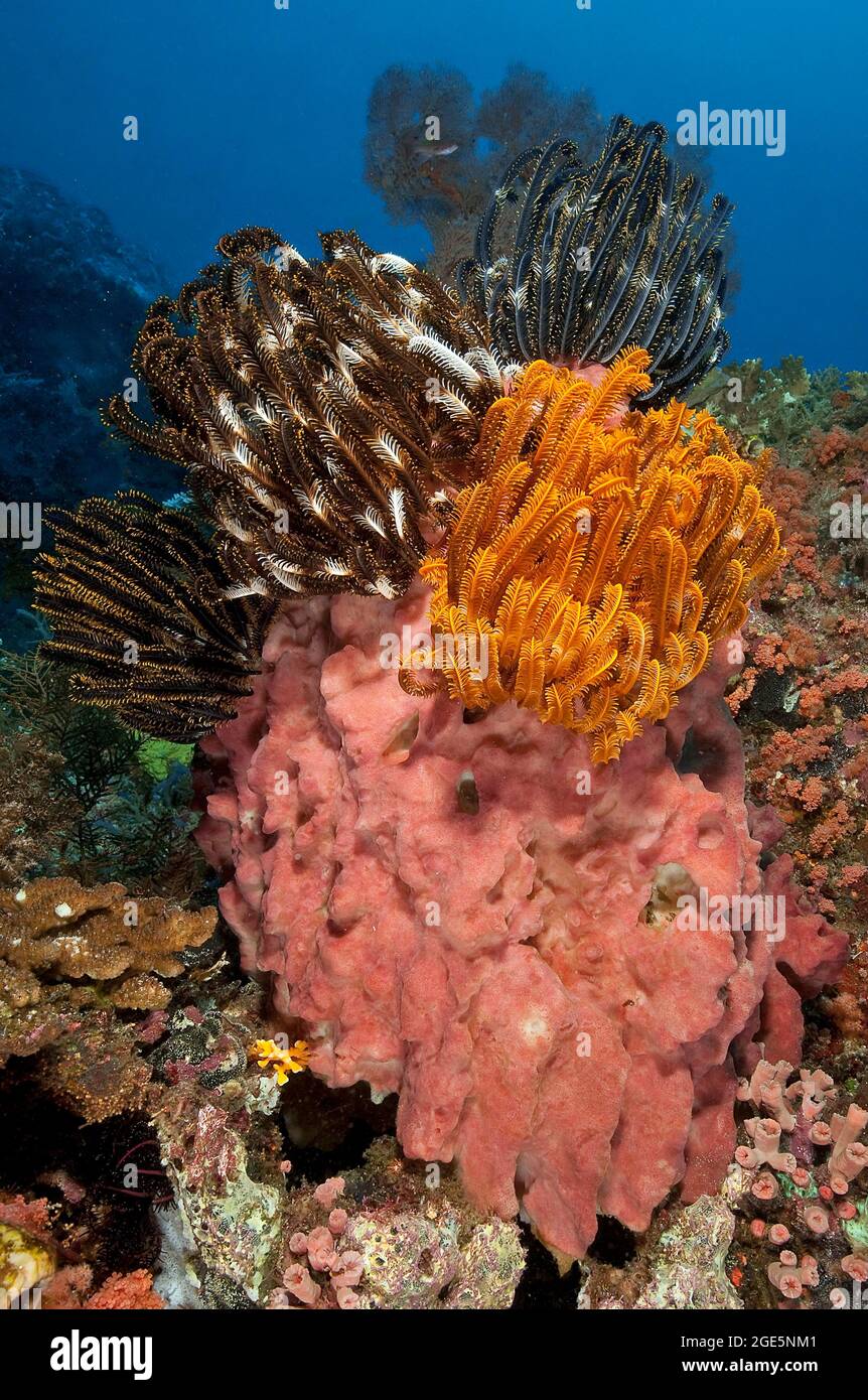 Stelle di piuma (Cenometra bella) su Sponge rosa (Porifera), Halmahera, Molucche, Oceano Pacifico, Indonesia Foto Stock