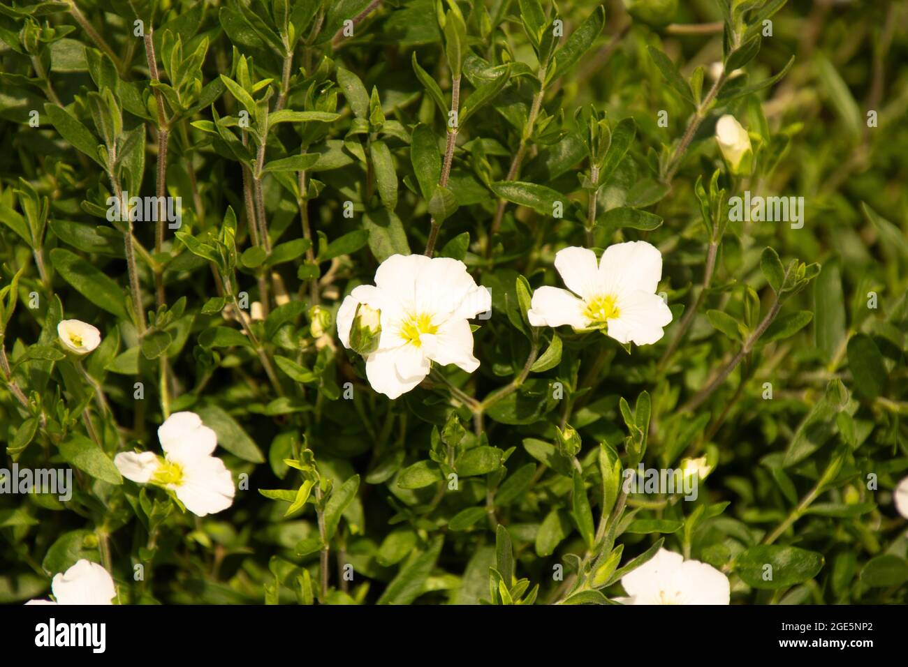 Arenaria montana con fiori bianchi luminosi e minuscoli illuminati dal caldo sole di giugno Foto Stock