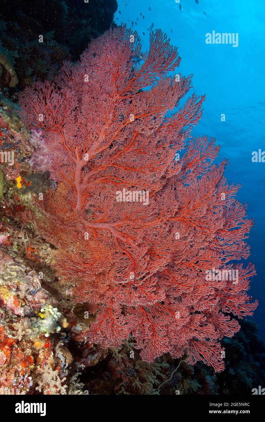 Ventilatore del mare annodato (Agabaria), Oceano Pacifico, Palau Foto Stock