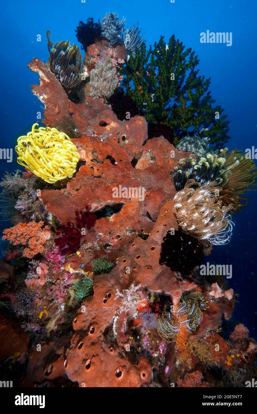 Stelle piuma (Cenometra bella) su Sponge (Porifera), sullo sfondo nero Sole Corallo (Tubastraea micranthus), Oceano Pacifico, Halmahera Foto Stock