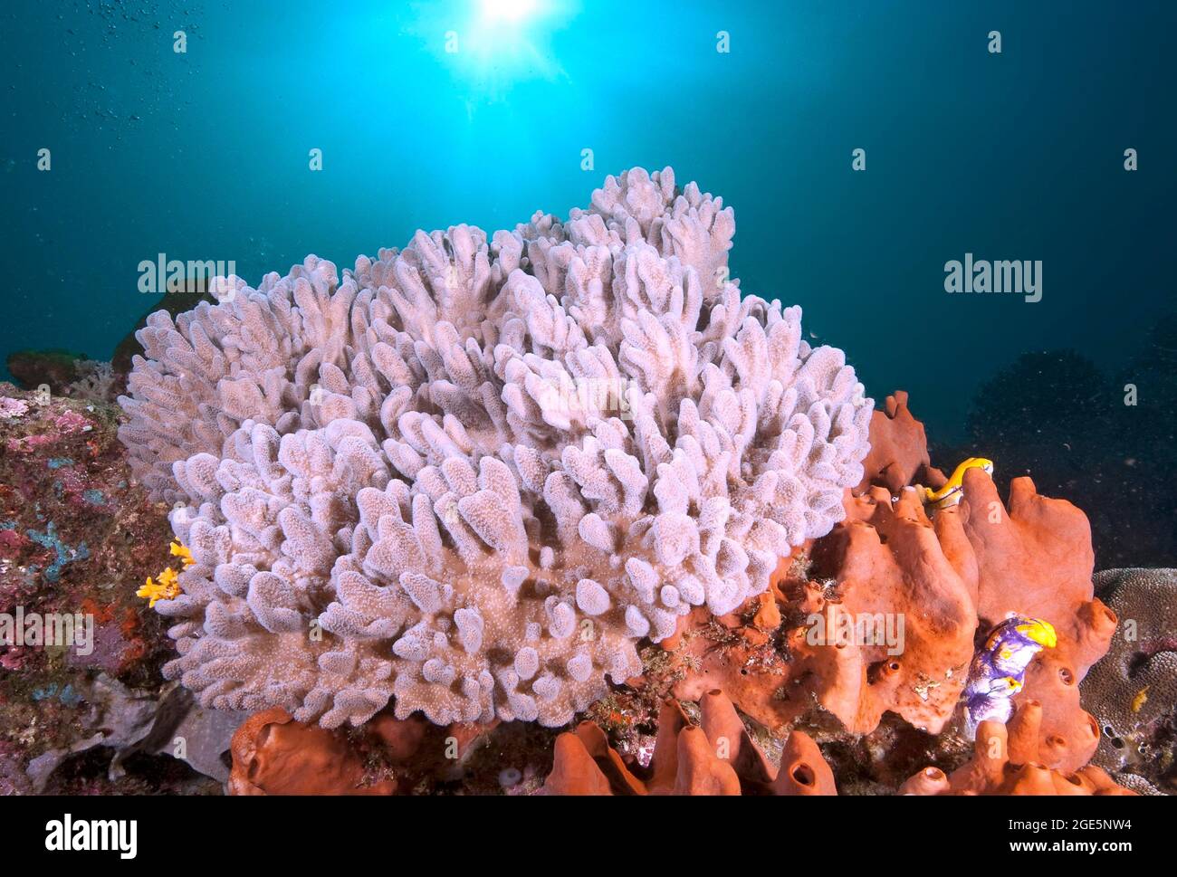 Corallo di cavolfiore (Pocillopora meandrina), corallo sassoso, Pacifico, Hawaii, Australia, Indonesia Foto Stock
