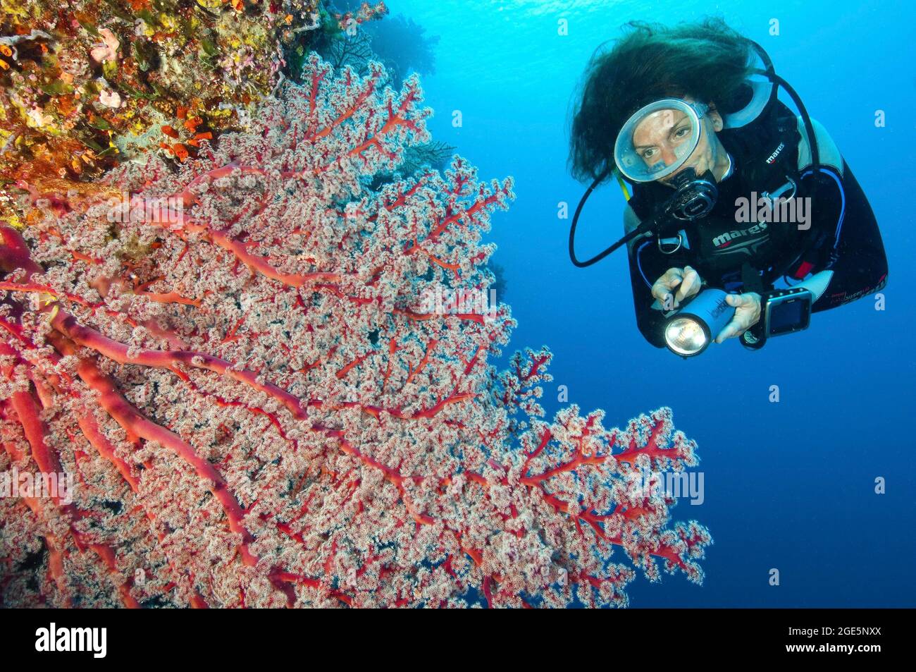 Tuffatore che guarda la coralla rossa della Menella (Menella), Oceano Pacifico, Palau Foto Stock