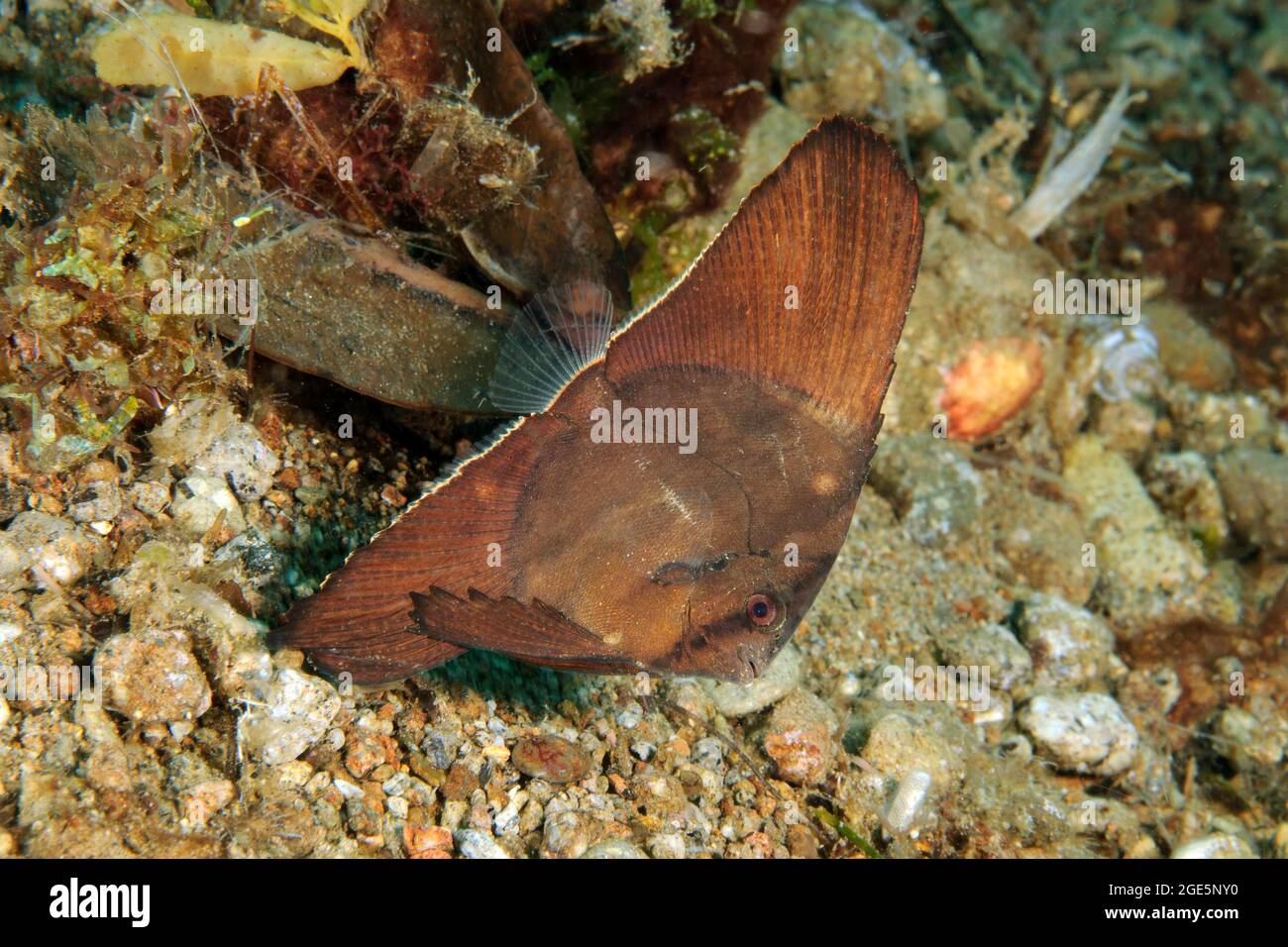 Forma giovanile di batfish a testa tonda (Platax orbicularis) che si discosta sul fondo marino, Pacifico occidentale, Dauin, Dumaguete, Negros, Visayas, Filippine Foto Stock