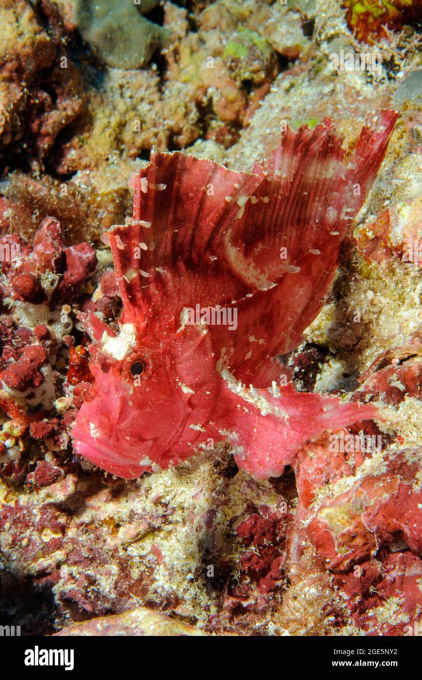 Pesce foglia (Taeninotus triacanthus), seduto camuffato nella barriera corallina, Pacifico, Palau Foto Stock