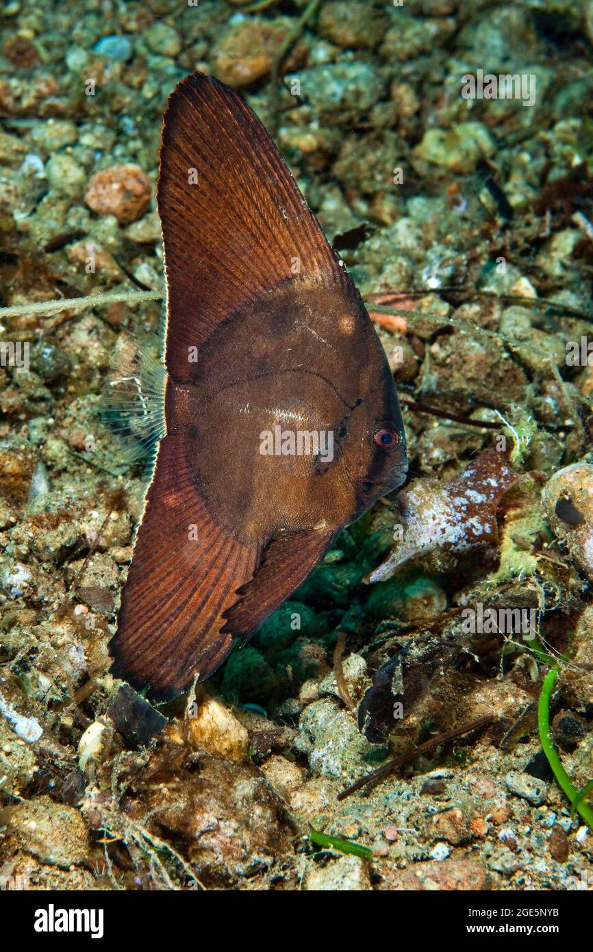 Forma giovanile di batfish a testa tonda (Platax orbicularis) che si discosta sul fondo marino, Pacifico occidentale, Dauin, Dumaguete, Negros, Visayas, Filippine Foto Stock