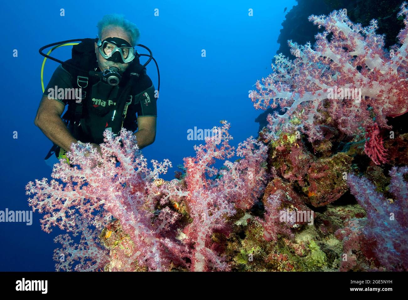 Subacqueo più anziano che guarda corallo morbido (Dendronephthya), Oceano Pacifico, Isola di Yap, Stati Federati di Micronesia Foto Stock