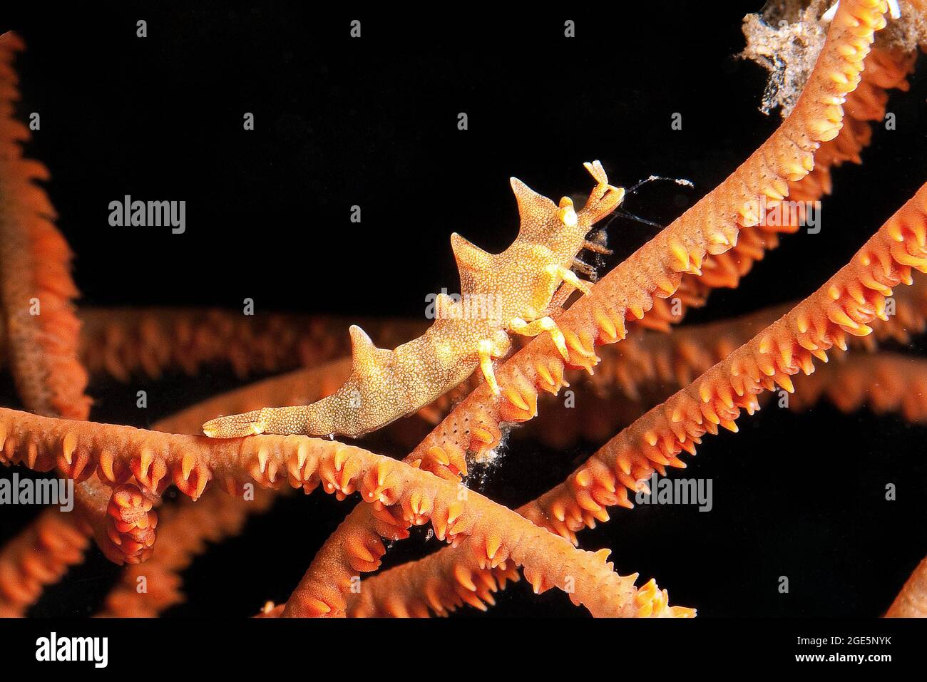 Gamberetti di Longhorn (Miropandalus hardingi) sulla frusta di mare (Junceella fragilis), Pacifico occidentale, Dauin, Dumaguete, Negros, Visayas, Filippine Foto Stock