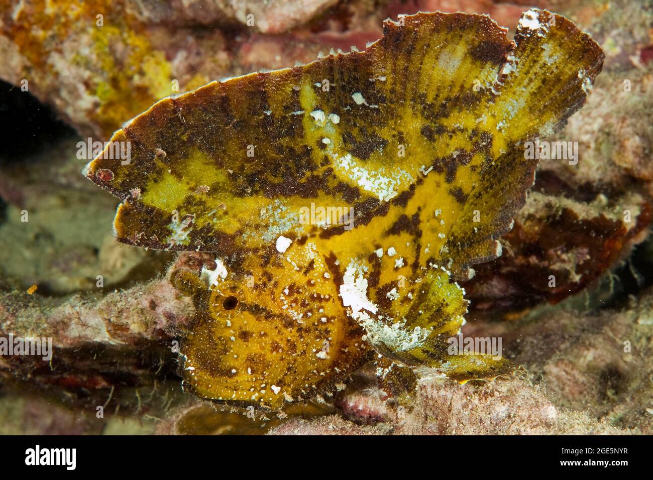 Pesce foglia (Taeninotus triacanthus), seduto camuffato nella barriera corallina, Pacifico, Palau Foto Stock