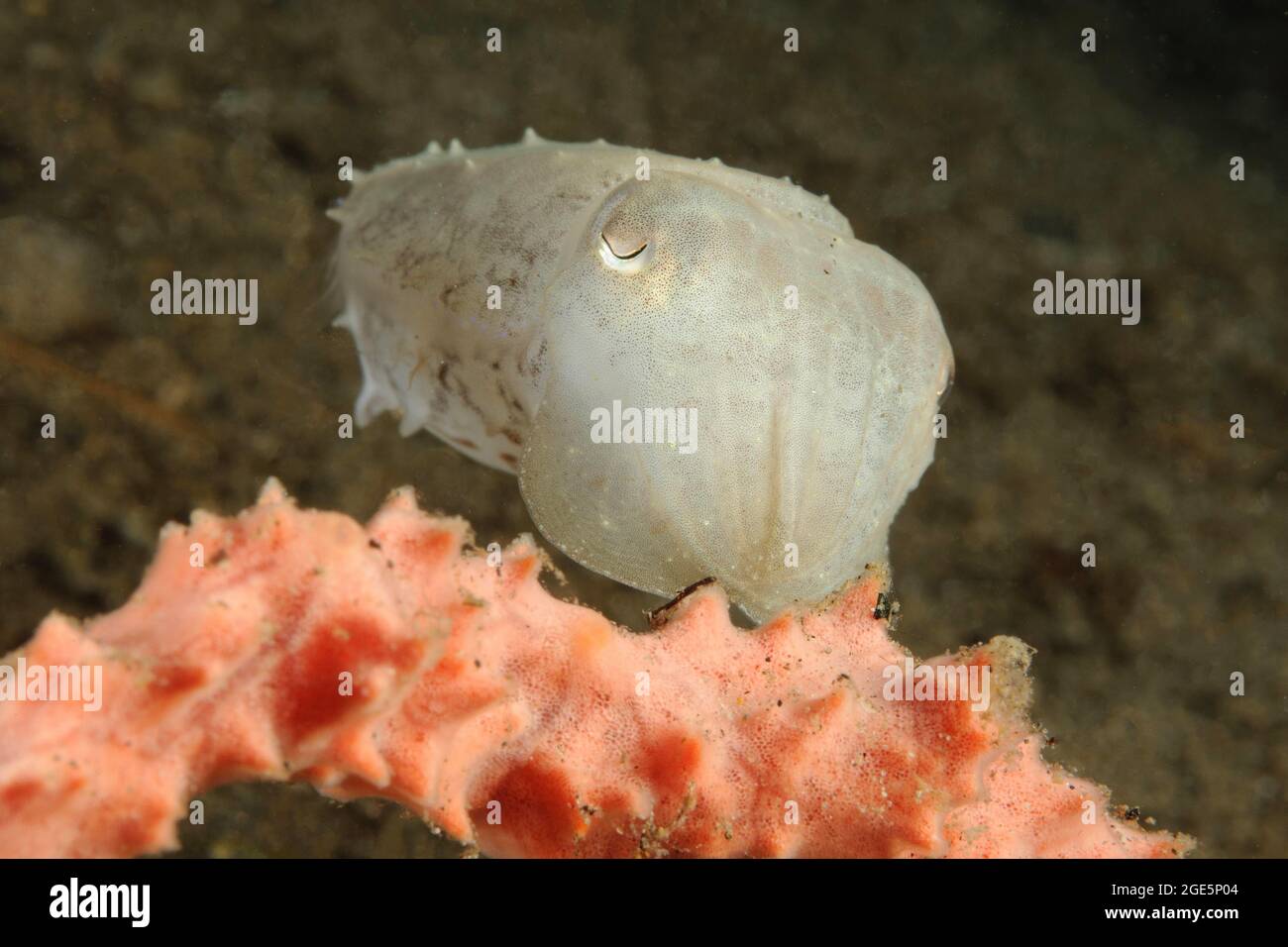 Seppia smussata (Seppia bandensis), Pacifico occidentale, Dauin, Dumaguete, Negros, Visayas, Filippine Foto Stock