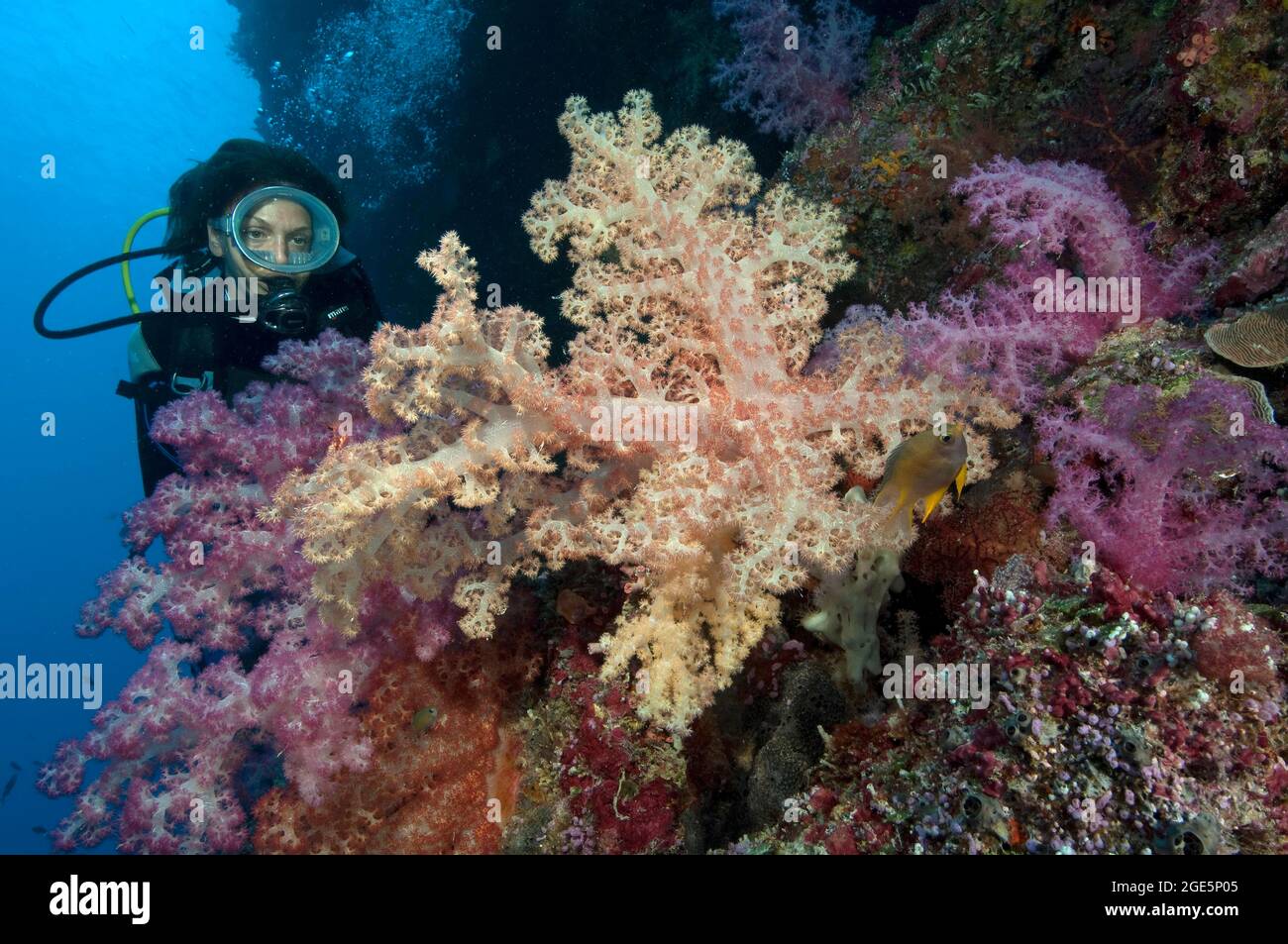 Tuffatore guardando corallo morbido (Alcyonaria), Pacifico, Palau Foto Stock