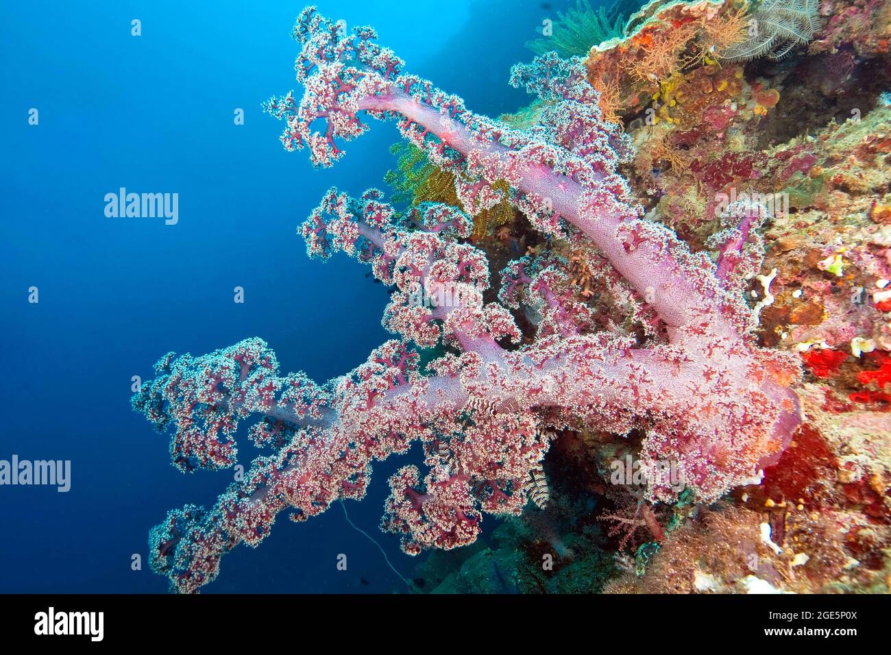 Neftheidae rosso (Nefthea), Oceano Indiano, Indo-Pacifico, Oceano Pacifico Foto Stock
