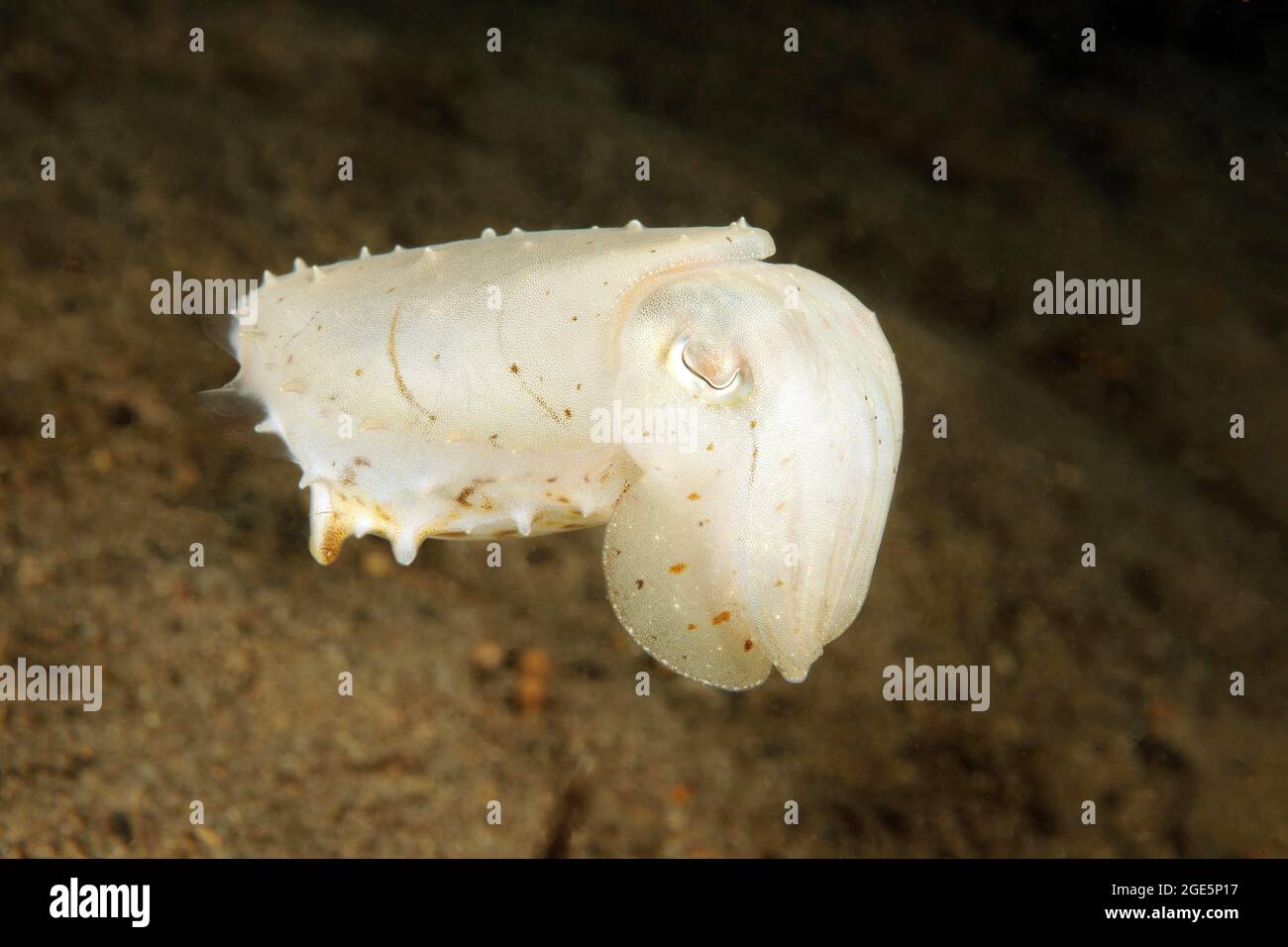 Seppia smussata (Seppia bandensis), Pacifico occidentale, Dauin, Dumaguete, Negros, Visayas, Filippine Foto Stock