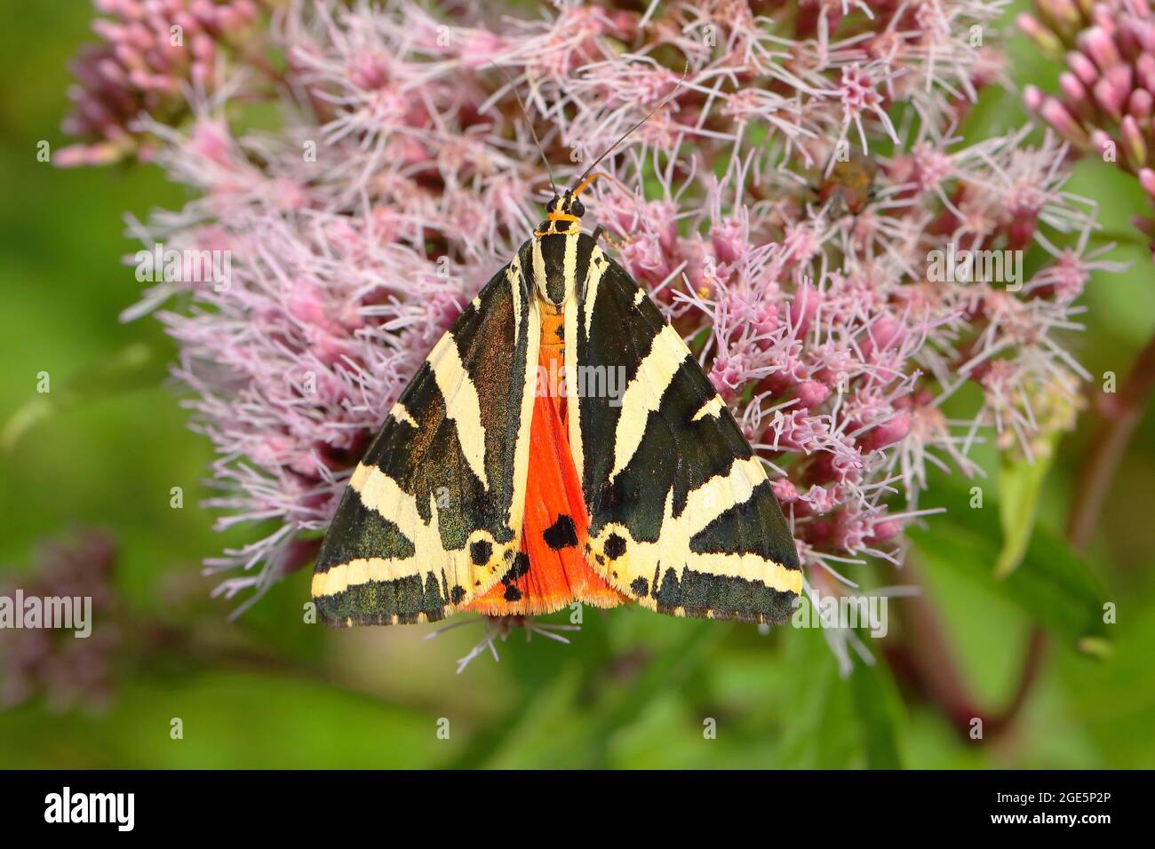 La tigre di Jersey (Euplagia quadripunctaria) sull'agrimonia della canapa (Euphatorium cannabinum), Siegerland, Nord Reno-Westfalia, Germania Foto Stock