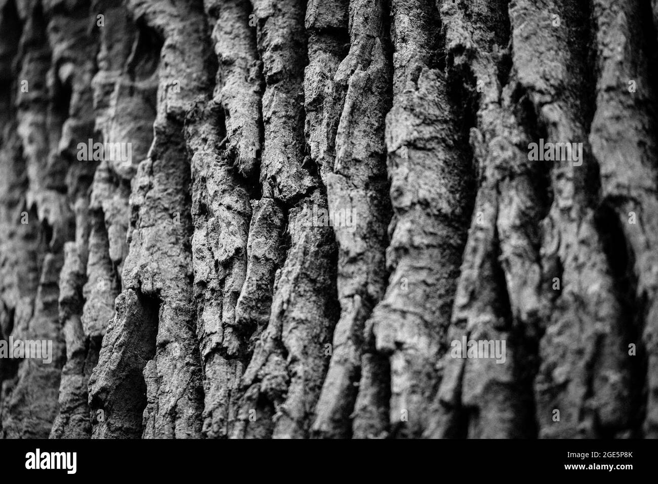 Corteccia di una quercia, Sababurg primeval foresta, Nord Assia, Germania Foto Stock