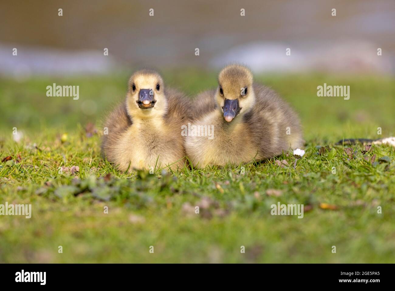 Le giovani oche Greylag (Anser anser) si coccolano l'una con l'altra, la Germania Foto Stock