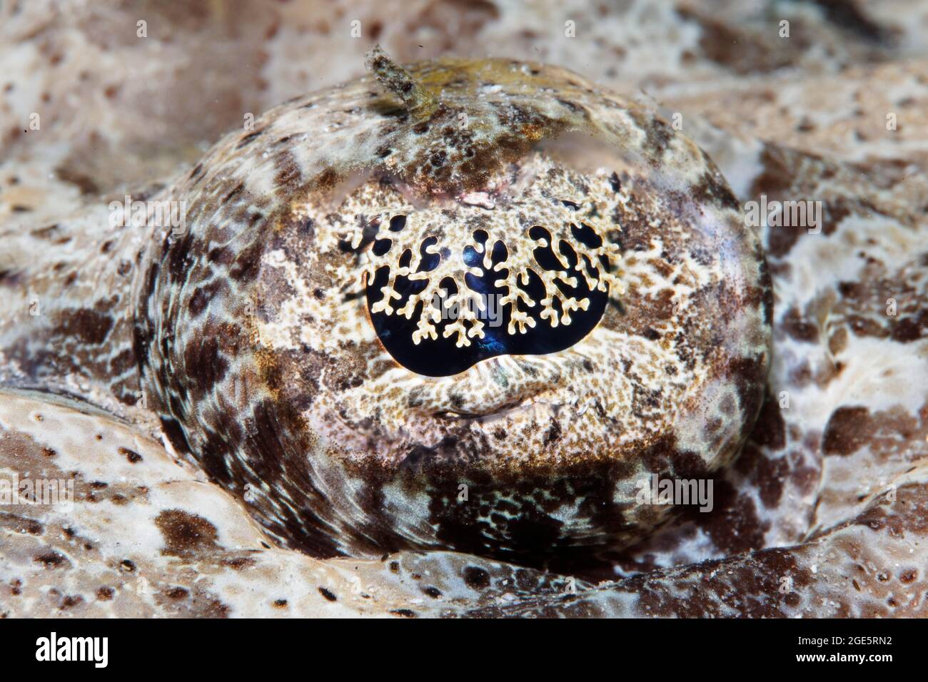 Occhio, Tentacled flathead (Papilloculiceps longiceps), occhio di pesce, Mar Rosso, Aqaba, Giordania Foto Stock