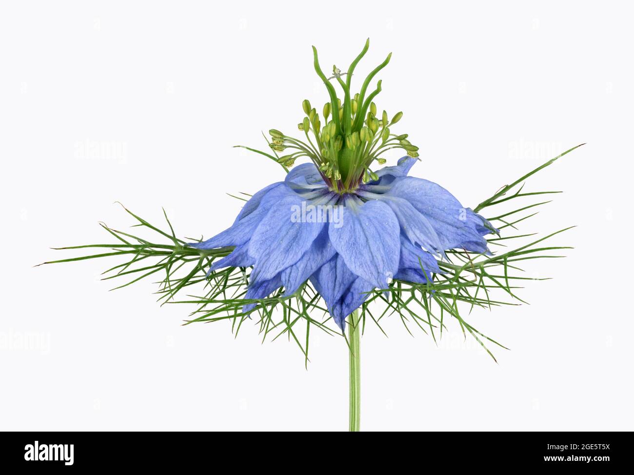 Amore in una nebbia (Nigella damascena), fiore, fase di fioritura maschile, ragno di granchio d'oro (Misumena vatia), regione mediterranea, Germania Foto Stock