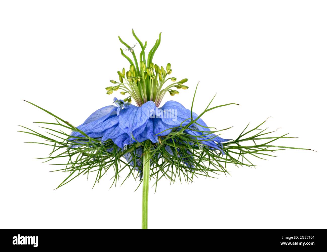 Amore in una nebbia (Nigella damascena), fiore, fase di fioritura maschile, ragno di granchio d'oro (Misumena vatia), regione mediterranea, Germania Foto Stock