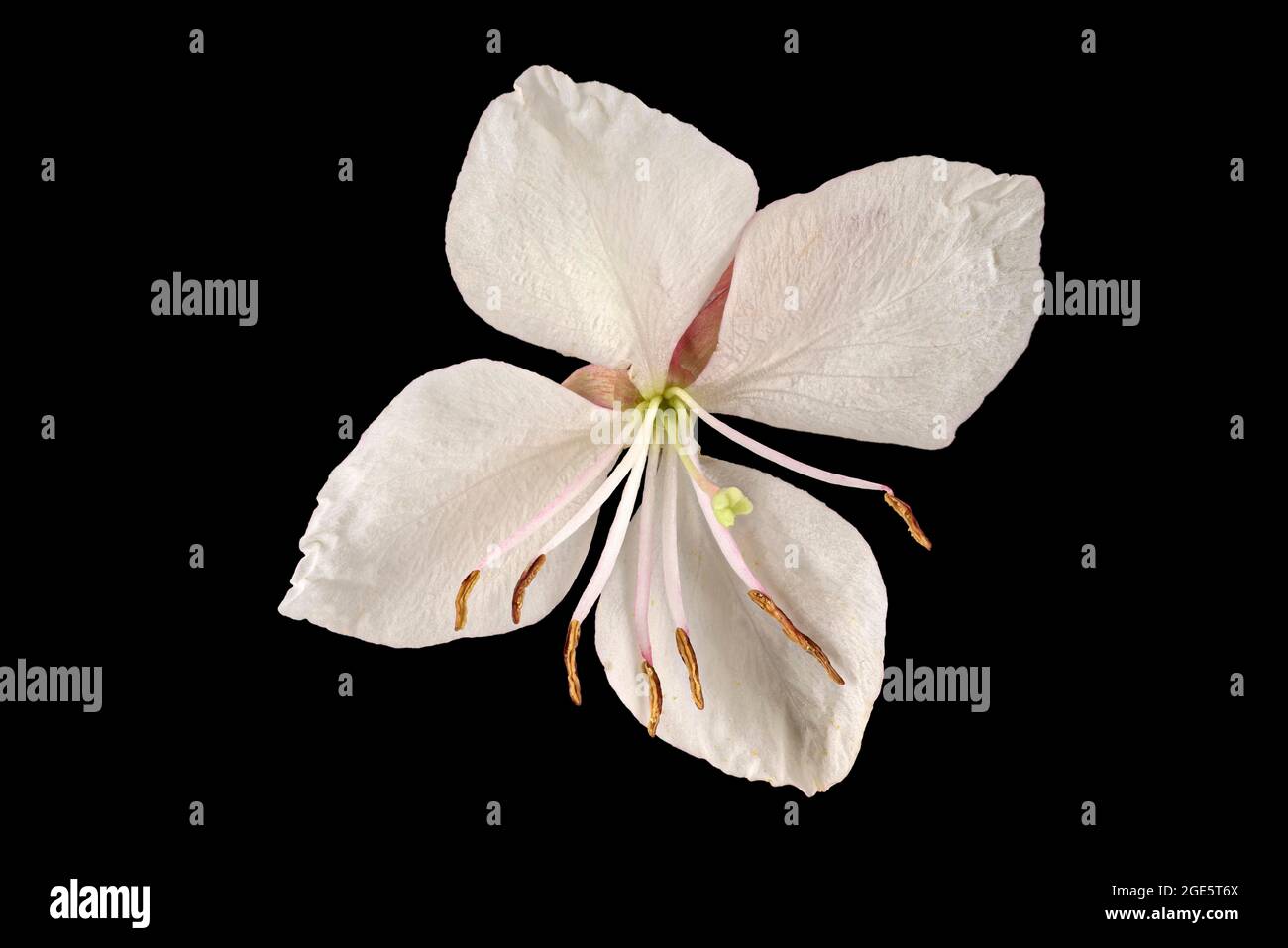 Il fiore di Lindheimer (Gaura lindheimeri), fiore, Nord America meridionale, Germania Foto Stock