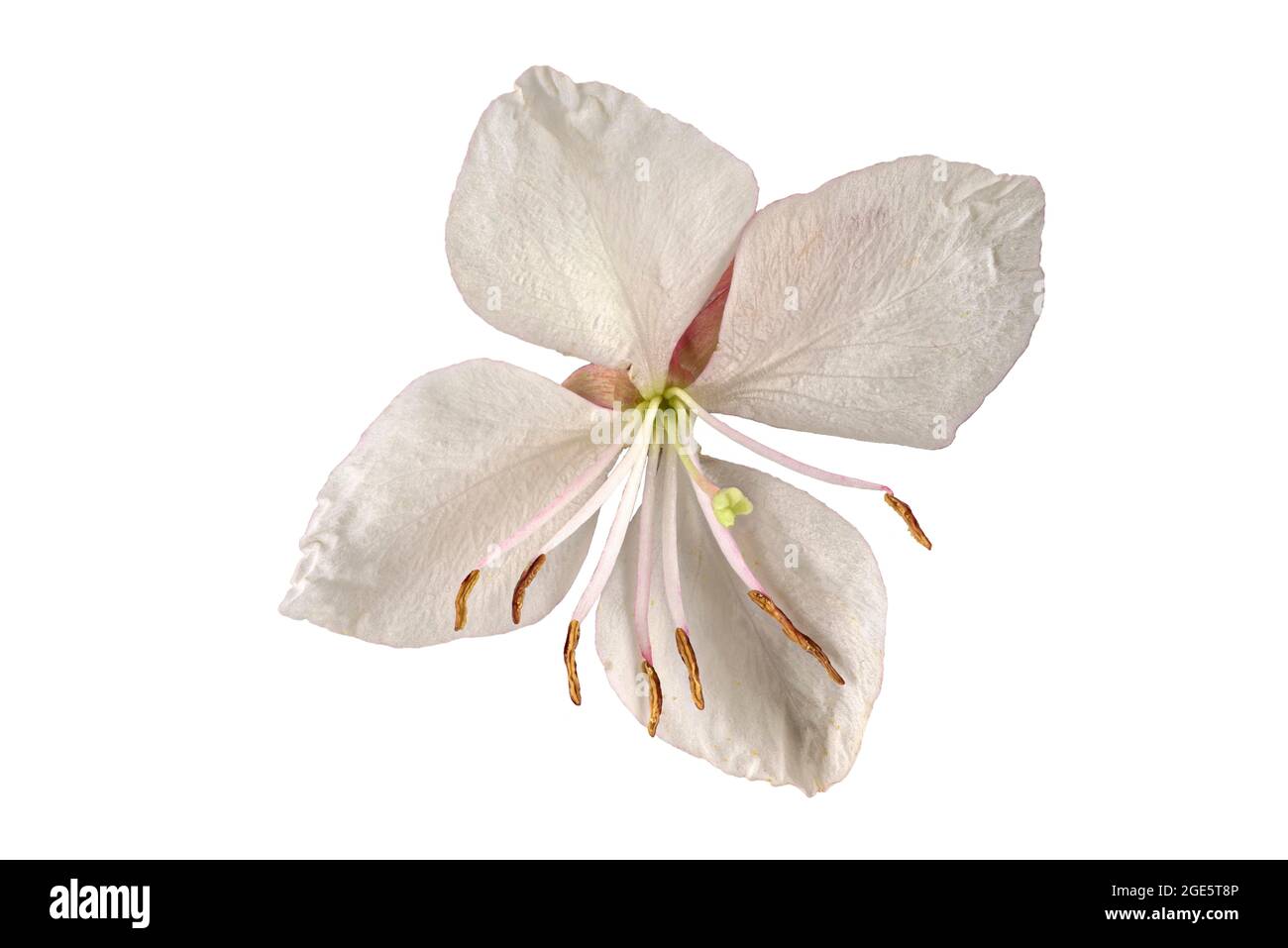 Il fiore di Lindheimer (Gaura lindheimeri), fiore, Nord America meridionale, Germania Foto Stock