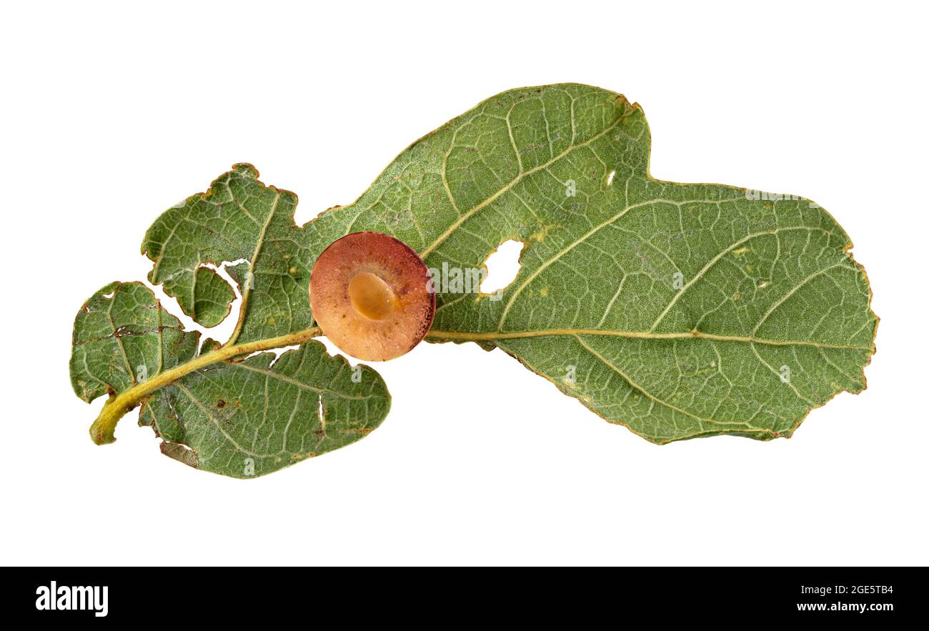Balestra di quercia a strisce (Cynips longiventris), balestra, tagliato a secco, foglia di quercia inglese (Quercus robur), Germania Foto Stock
