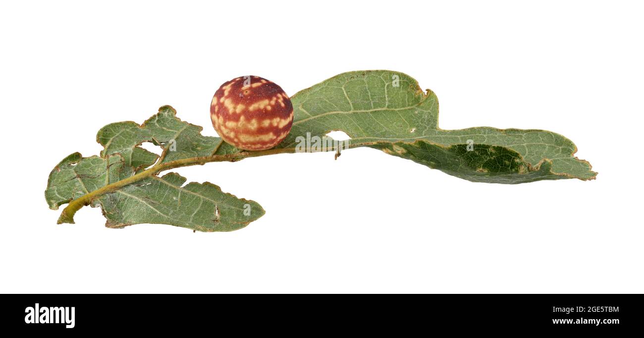 Gall wasp di quercia a strisce (Cynips longiventris), gall su foglia di rovere inglese (Quercus robur), pannello fotografico, Germania Foto Stock