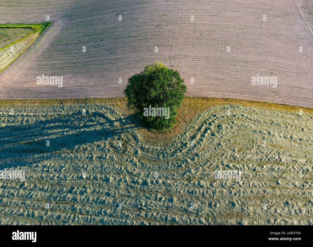 Drone immagine, paesaggio agricolo, singolo albero deciduo getta una lunga ombra sui campi, Innviertel, alta Austria, Austria, Europa Foto Stock