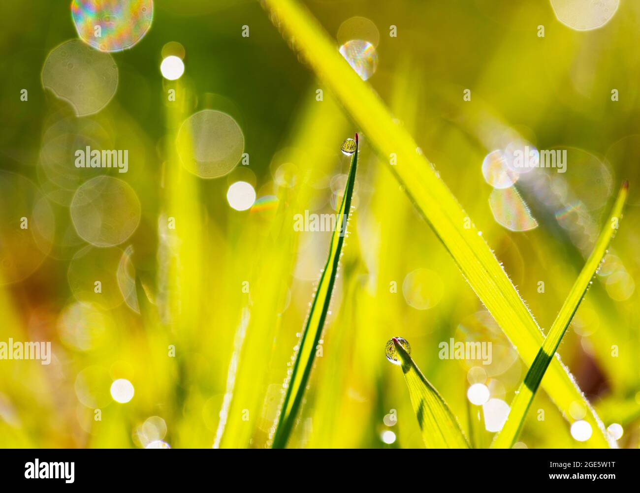 Lama di erba con gocce di rugiada, Austria Foto Stock