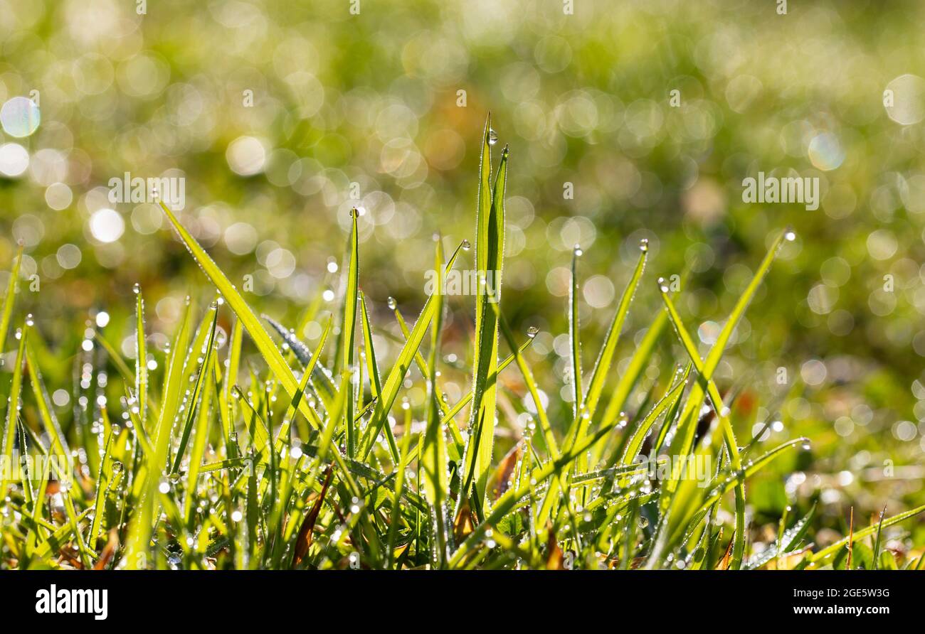 Foglie d'erba con gocce di rugiada, Austria, Europa Foto Stock