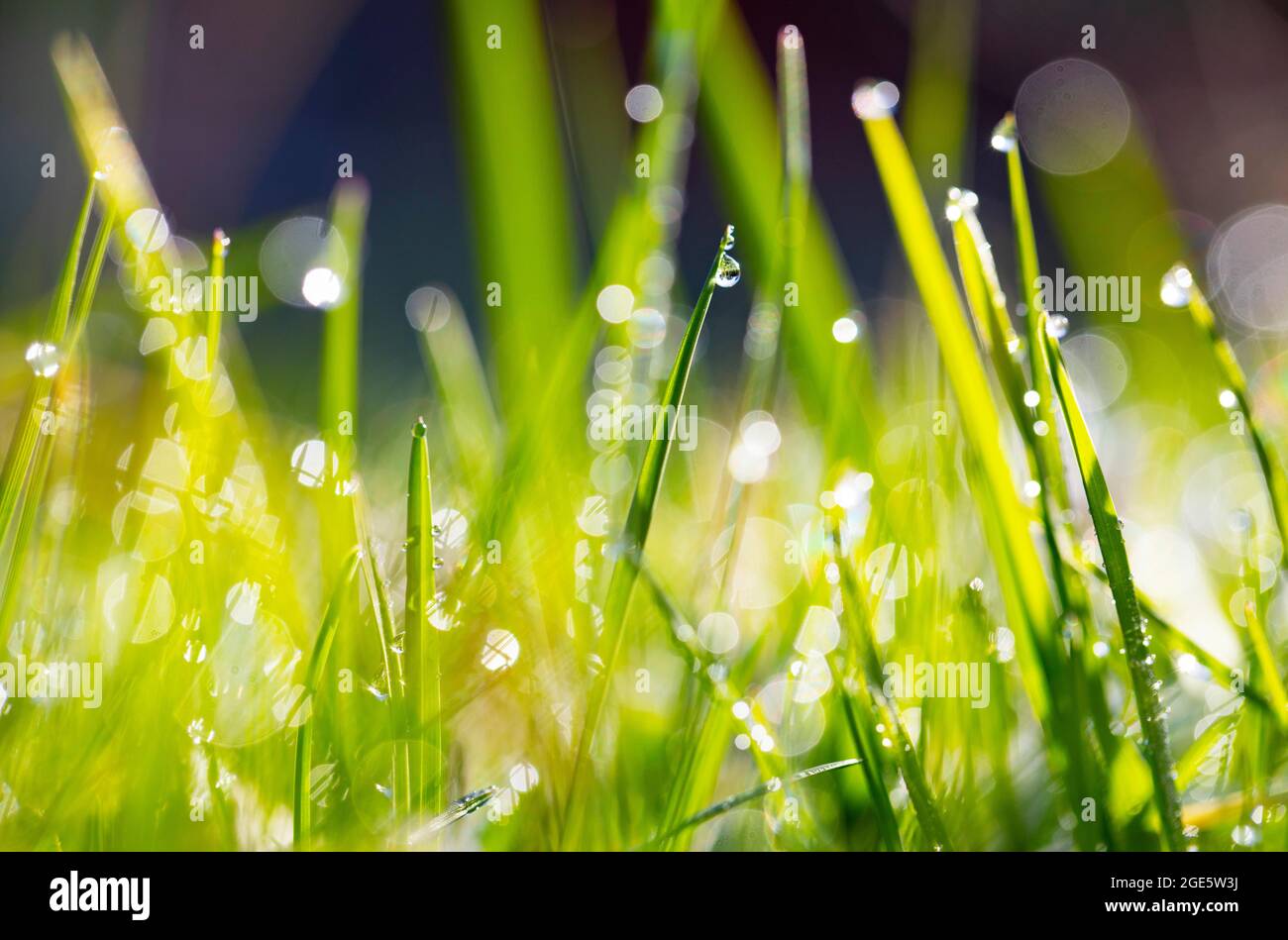 Foglie d'erba con gocce di rugiada, Austria, Europa Foto Stock