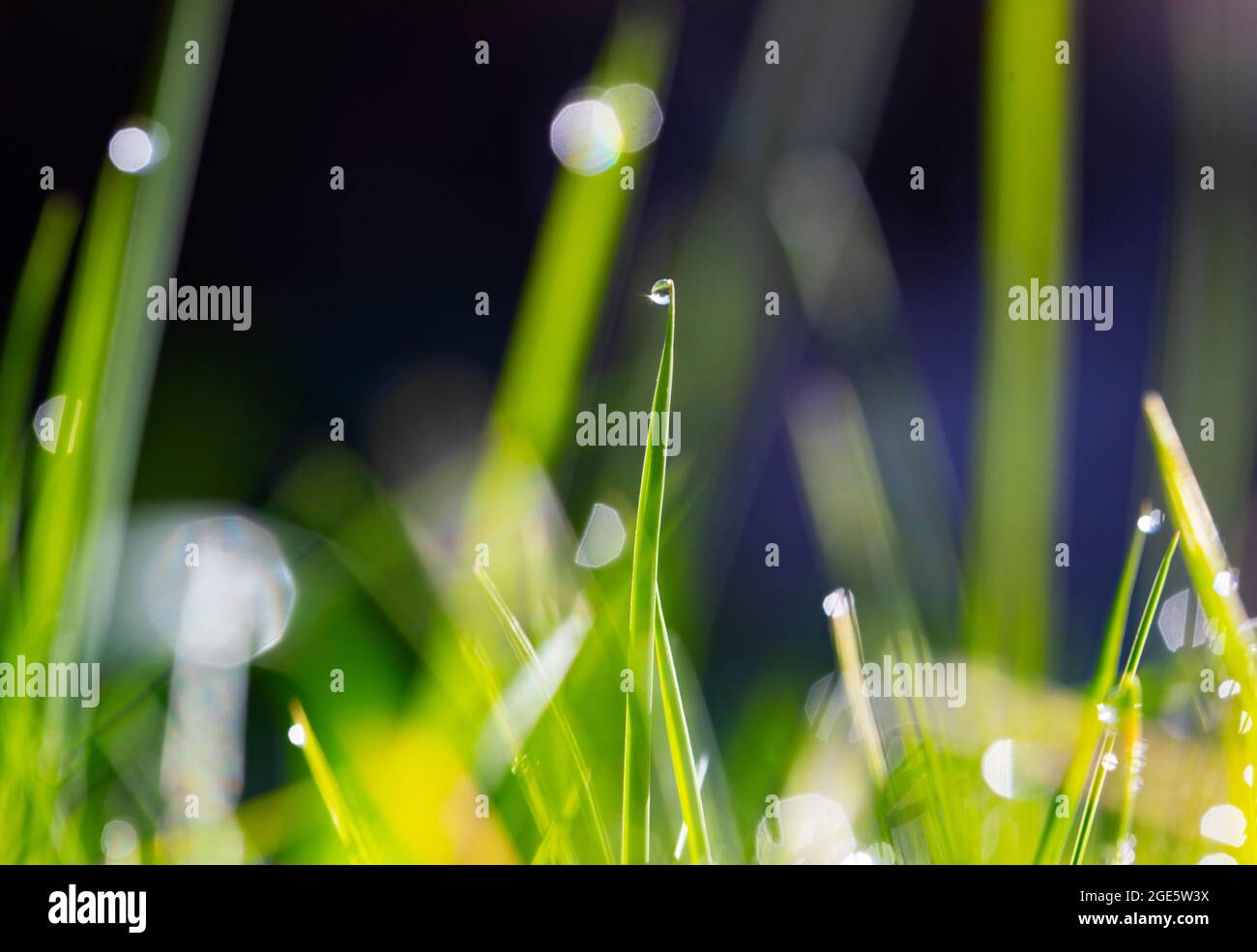 Foglie d'erba con gocce di rugiada, Austria Foto Stock