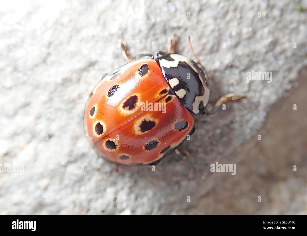 Ladybug oculare (Anatis ocellata), insetto benefico, Germania Foto Stock