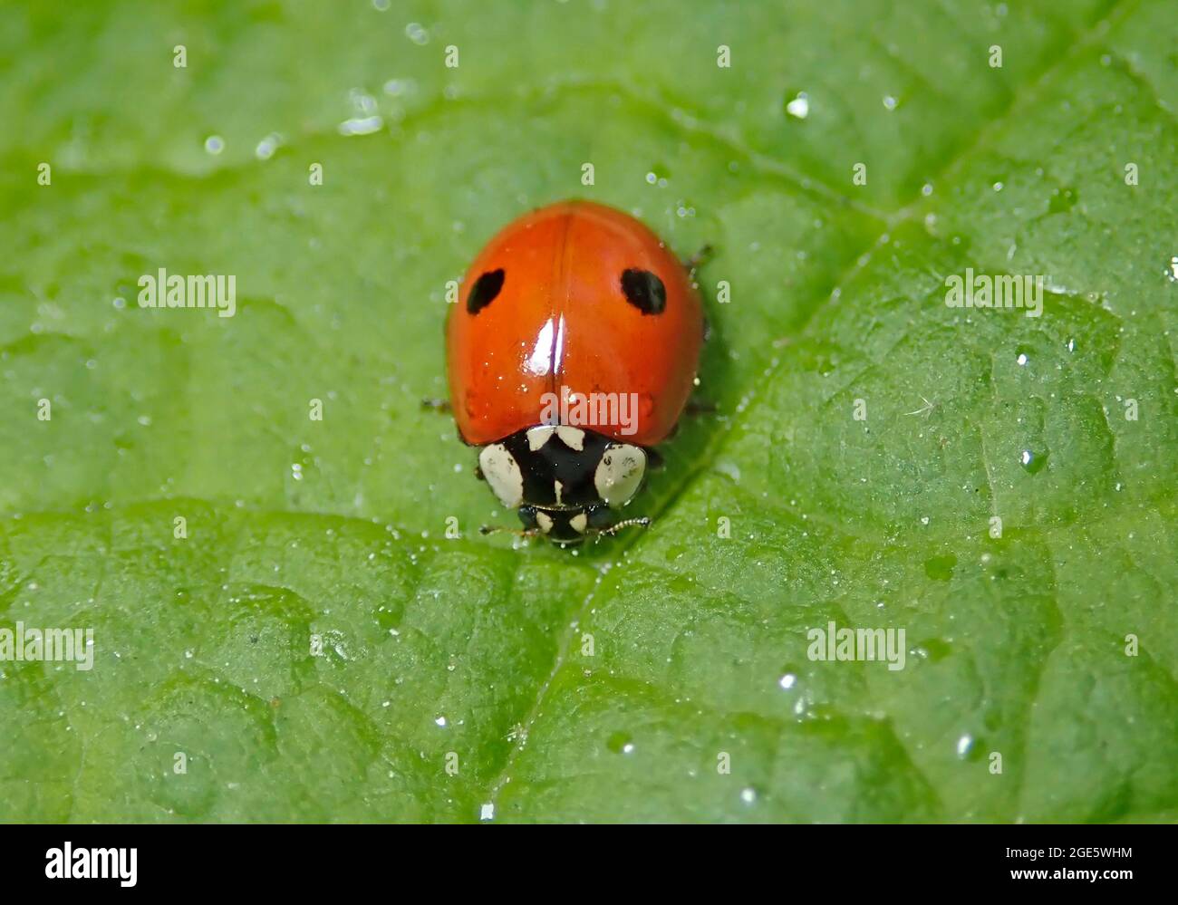 Betle dama a due macchie (Adalia bipunctata), insetto benefico, Germania Foto Stock