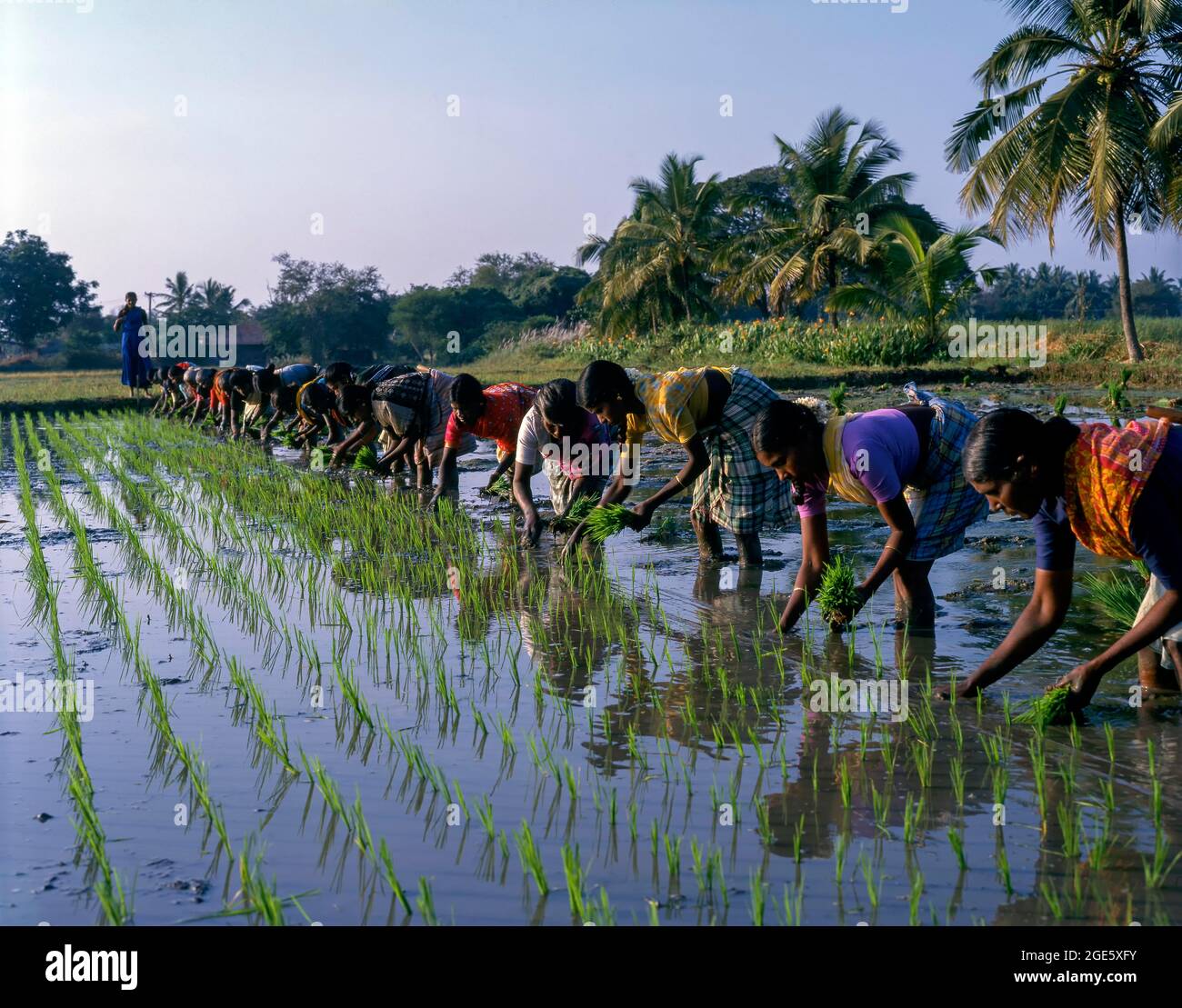 Lavoratrici al risaia, piantine che trapiantano il campo di riso a Coimbatore, Tamil Nadu, India Foto Stock