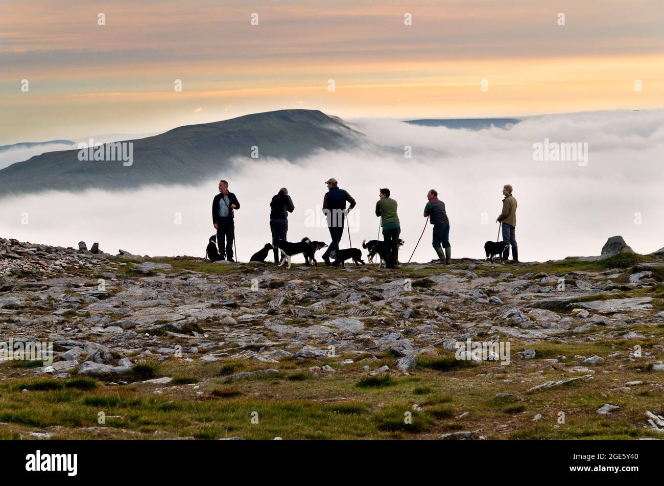 I pastori si incontrano alle 6 del mattino sulla cima di Ingleborough per la prima riunione caduta dell'anno, 28 giugno 2021. Yorkshire Dales National Park. Foto Stock