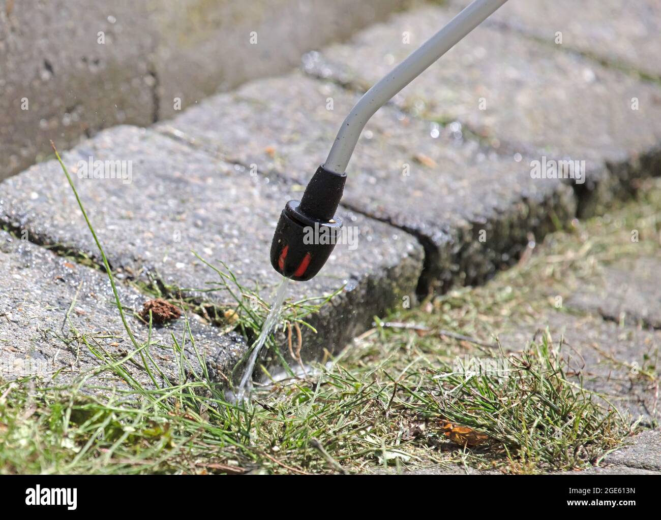 Pesticida spray con spruzzatore portatile per eliminare le erbacce da giardino - concetto di controllo delle erbacce Foto Stock