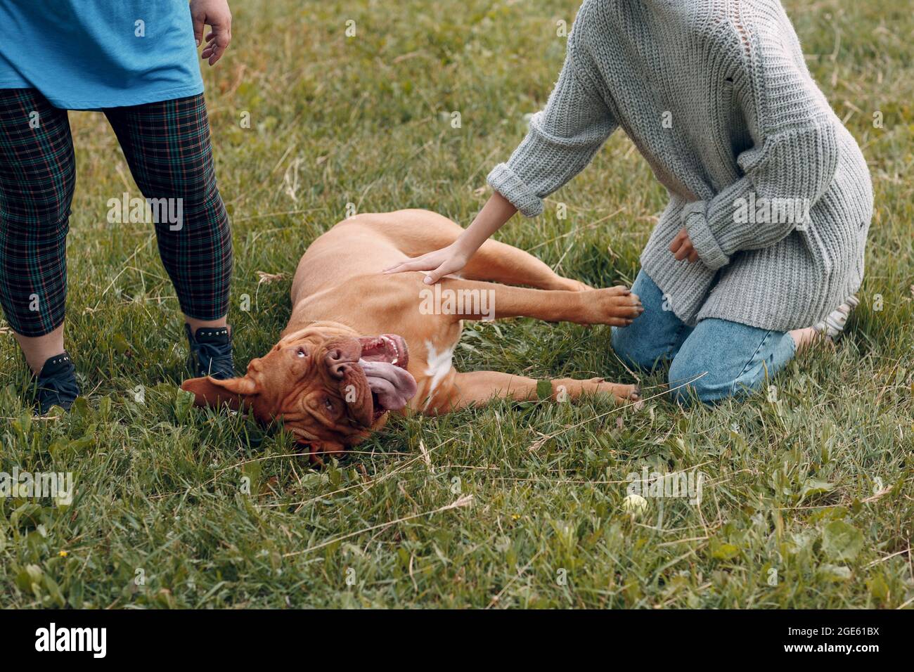 Dogue de Bordeaux o francese Mastiff con giovane donna al parco all'aperto. Foto Stock