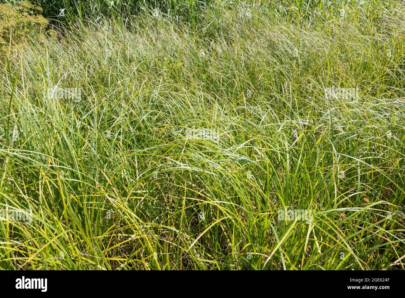 Lungo erba closeup in estate, Inghilterra, Regno Unito Foto Stock