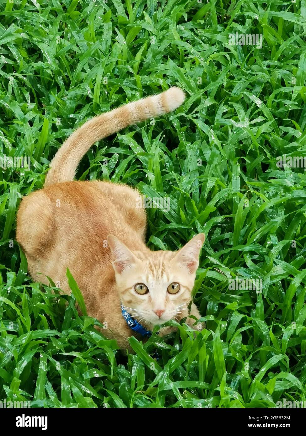 Un gatto arancione che indossa il collare blu seduto su erba verde e guardando alla macchina fotografica. Foto Stock
