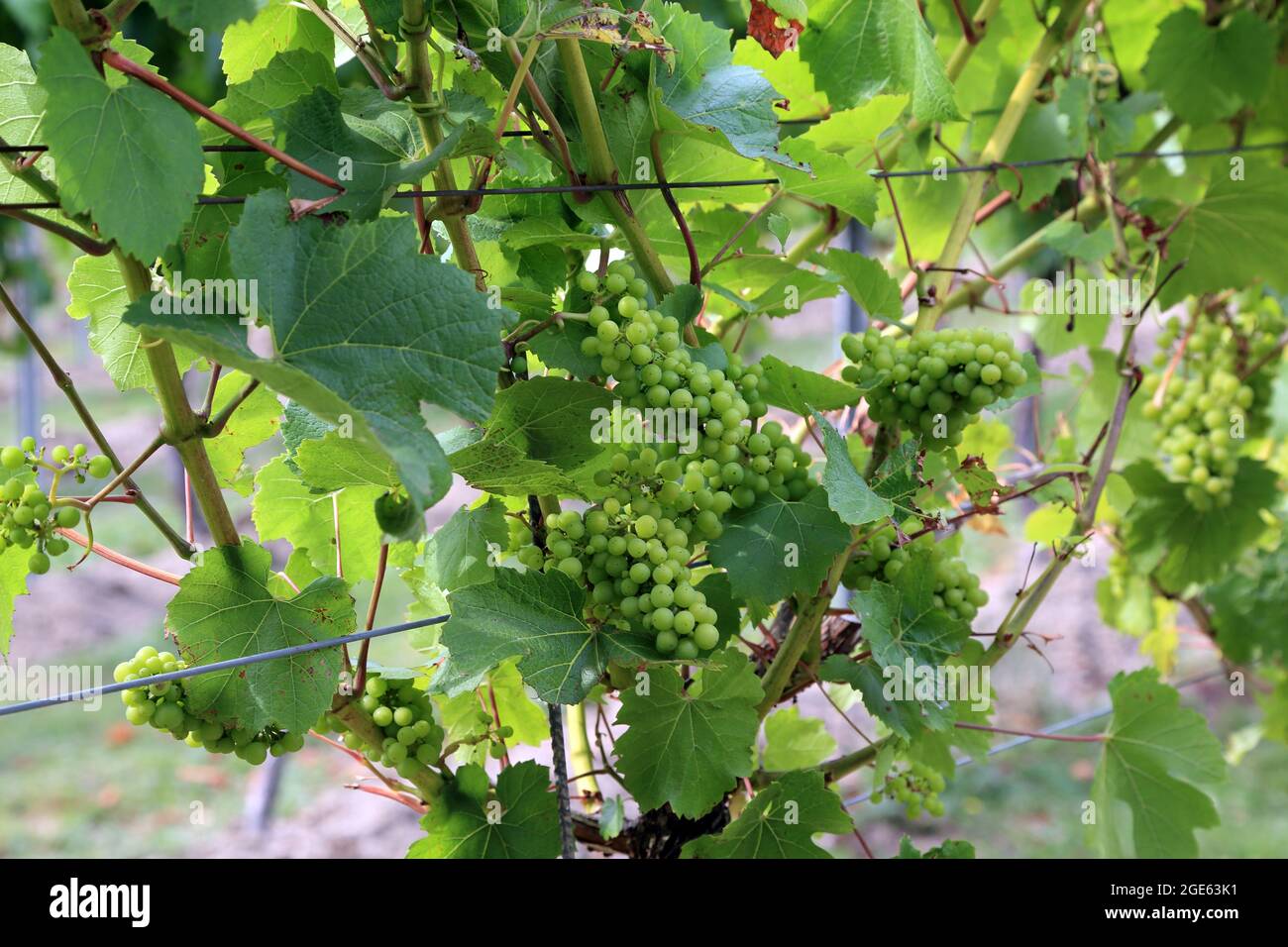 Maturazione delle uve su viti a Small Hythe, Tenterden, Kent, Inghilterra, Regno Unito Foto Stock