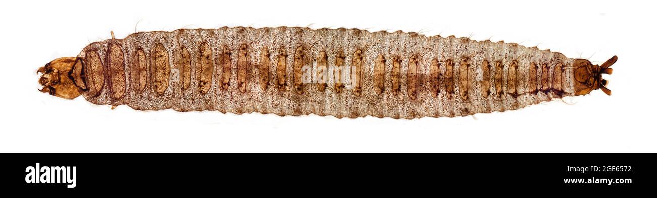 Larva mosca di falda, Pericoma sp. Foto Stock