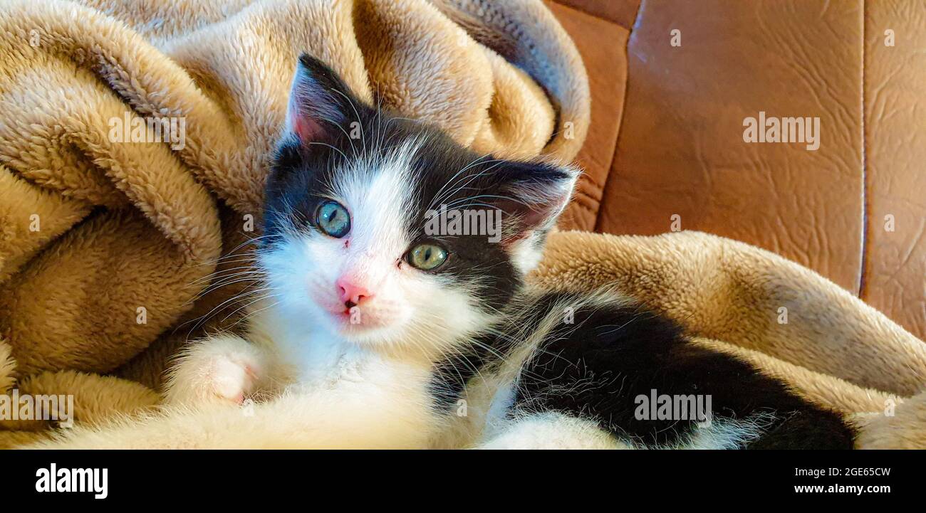 carino come un pulsante Foto Stock