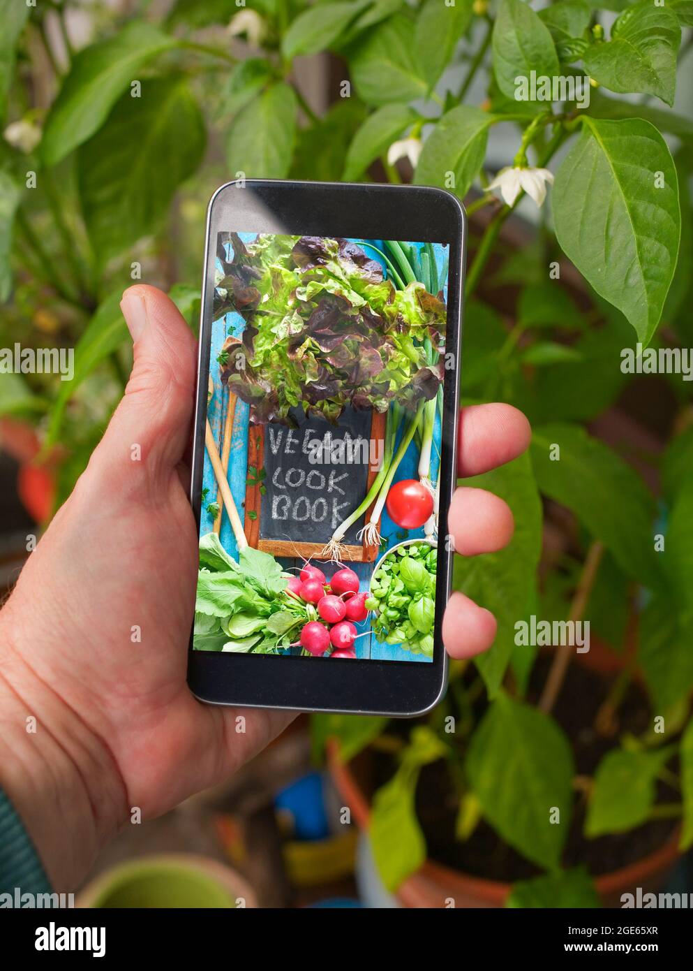 smartphone con applicazione di ricette vegane davanti alle verdure coltivate in casa Foto Stock